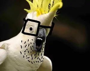 unknown, animal, bird, feather, glasses, open mouth, parrot, stubble