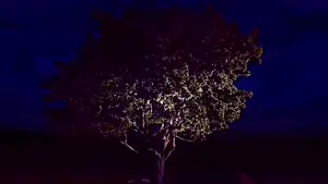 Nuts For Your Squirrel (Nutwave SMV).mp4