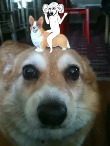 soyak dog webp dot png dot png dotdot.png