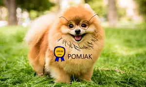 PomJak.png