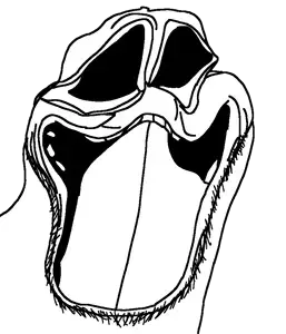 variant unknown 27 2.png