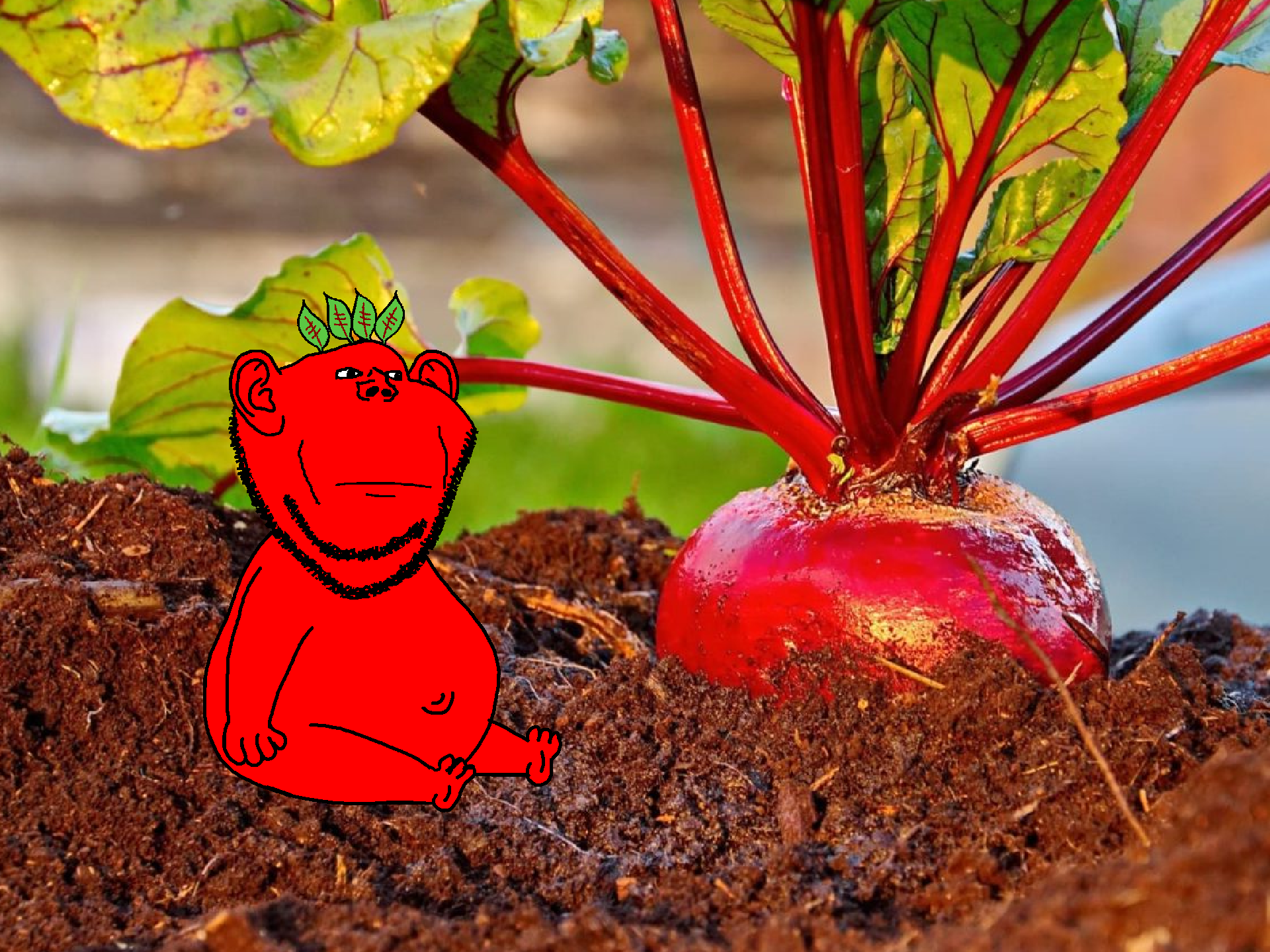 impish soyak ears, beet, beetroot, belly, belly button, chubby, closed mouth, dirt, food, garden