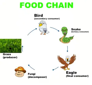 Food chain.png