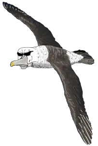 white-capped albatross.png
