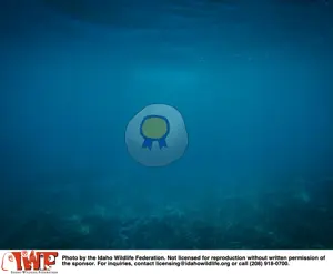 idaho_underwater.png