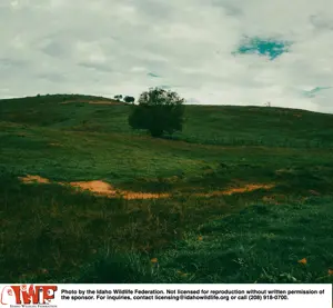 idaho_wildlife.png