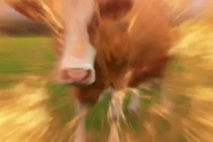 lv_0_20260315171558.mp4