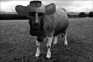 giggercow.png