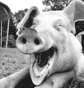 Screenshot_20260225_153451_Vivaldi (1).jpg