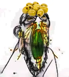 olives.png