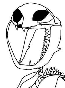 catskeleton.png