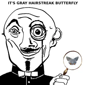 gray_hairstreak_butterfly.png
