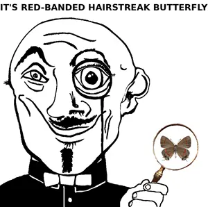 red-banded_hairstreak_butterfly.png