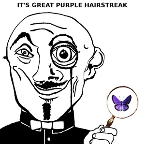 great_purple_hairstreak.png