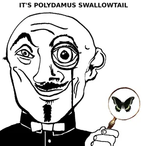 polydamus_swallowtail.png