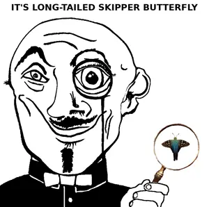 long-tailed_skipper_butterfly.png