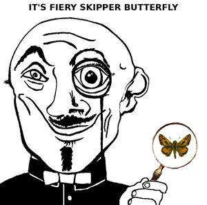 fiery_skipper_butterfly.png