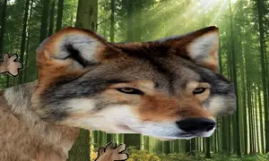 wofl irl.png