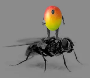 Gigachad mango wine gigafly.png