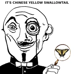 chinese_yellow_swallowtail.png