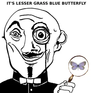 lesser_grass_blue_butterfly.png