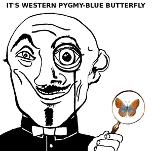 western_pygmy-blue_butterfly.png