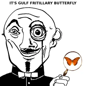 gulf_fritillary_butterfly.png