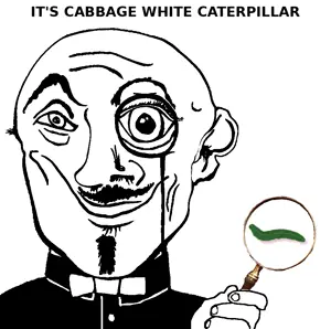 cabbage_white_caterpillar.png