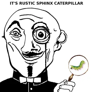 rustic_sphinx_caterpillar.png