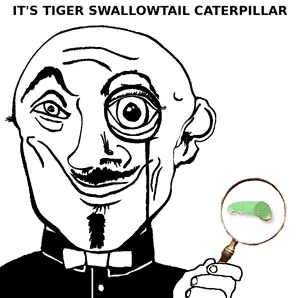 tiger_swallowtail_caterpillar.png