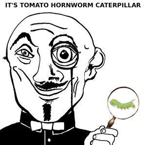 tomato_hornworm_caterpillar.png