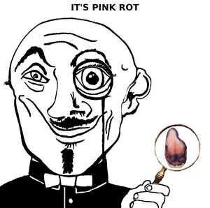 pink_rot.png