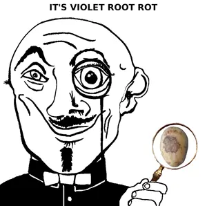 violet_root_rot.png