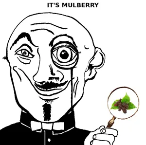 mulberry.png