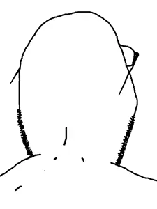 wholesome gapejak back 2.png