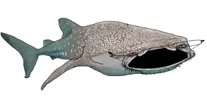 Whale_shark.png
