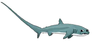 pelagic_thresher_shark.png