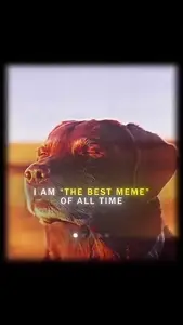 Which is the best meme_.mp4