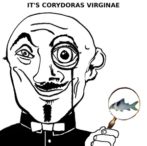 virginae.png