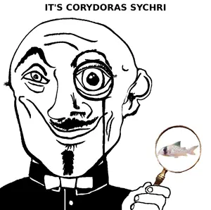 sychri.png