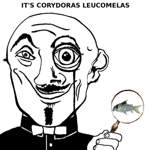 leucomelas.png