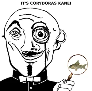 kanei.png