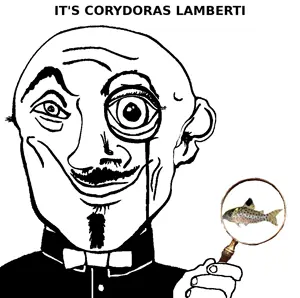 lamberti.png