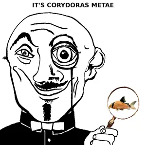 metae.png