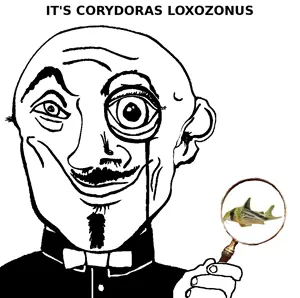loxozonus.png