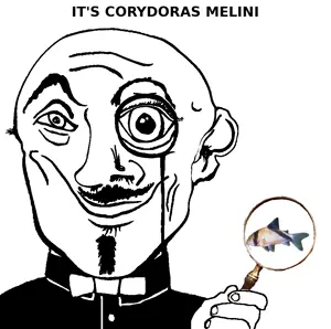 melini.png