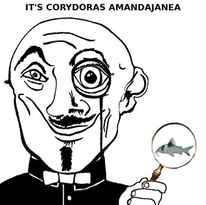amandajanea.png