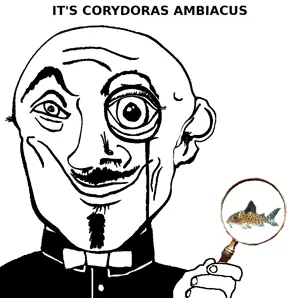 ambiacus.png