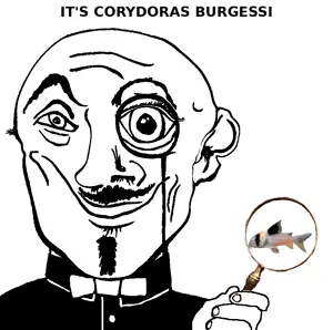 burgessi.png