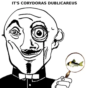 dublicareus.png